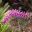 Aechmea gamosepala variegated hybrid - Lucky Stripes